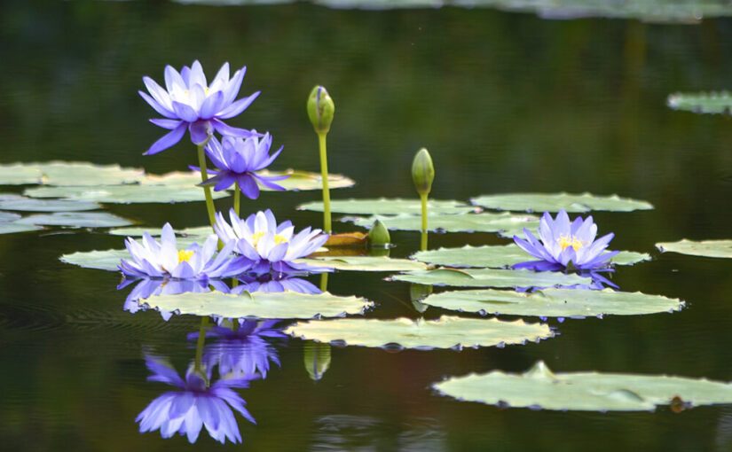 “植物は私の全て”『北川村「モネの庭」マルモッタン』庭園管理責任者・川上裕さんが語る「モネの庭」づくり
