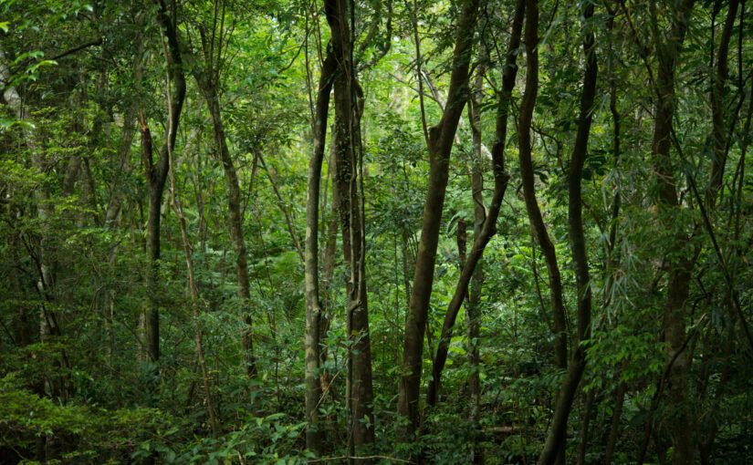 沖縄北部に位置しているヤンバル三村の独特な魅力などを詳しく深掘り！