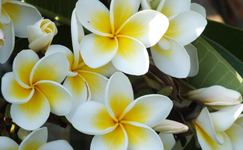 沖縄に来たら絶対に押さえておきたい！南国特有の植物や花5選