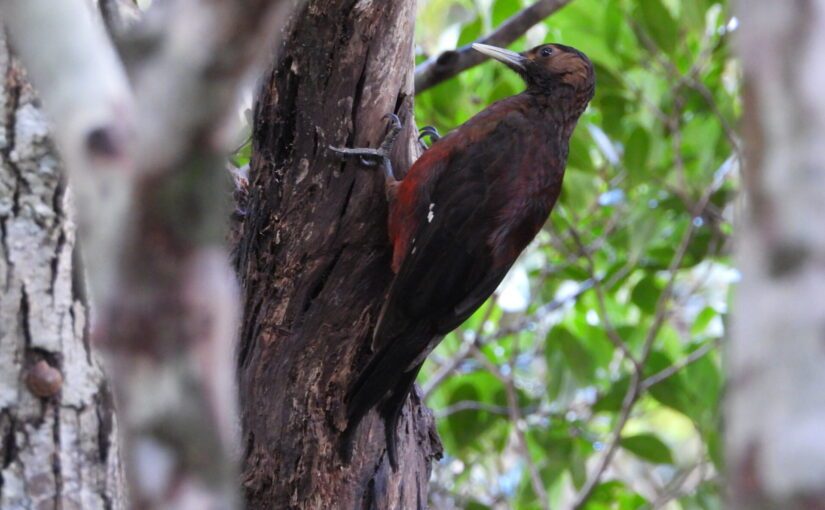 個性的な生き物が大集合！ヤンバル（沖縄島北部）に生息する動物たち